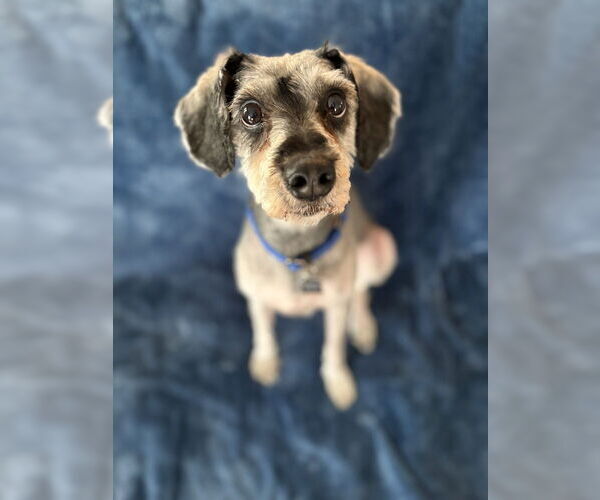 Medium Photo #3 Mutt Puppy For Sale in Mundelein, IL, USA