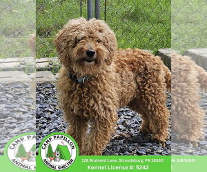 Goldendoodle Dogs for adoption in Stroudsburg, PA, USA
