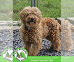 Small Goldendoodle