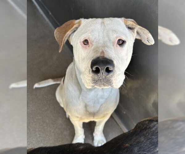 Medium Photo #1 Mastiff-Unknown Mix Puppy For Sale in San Bernardino, CA, USA