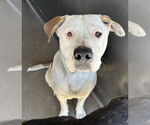 Small Mastiff Mix