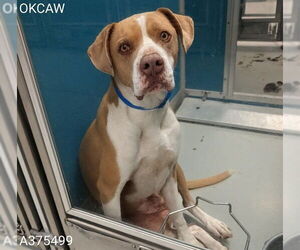 Mutt Dogs for adoption in Oklahoma City, OK, USA