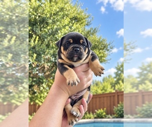 Medium Olde English Bulldogge