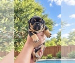 Puppy 6 Olde English Bulldogge