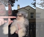 Small #4 Pomeranian