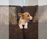 Small Photo #70 Pembroke Welsh Corgi Puppy For Sale in SHILOH, OH, USA