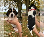 Puppy Maggies Red Beagle