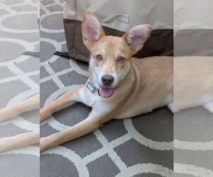 Carolina Dog-Unknown Mix Dogs for adoption in Boston, MA, USA