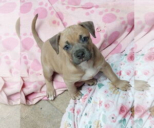 Boxer-Unknown Mix Dogs for adoption in Sanford, FL, USA