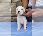 Small #8 Dogo Argentino