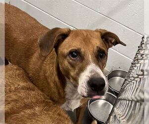 Black Mouth Cur-Unknown Mix Dogs for adoption in Tavares, FL, USA