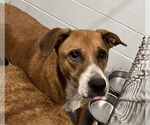 Small Black Mouth Cur Mix