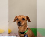 Small #3 Chihuahua