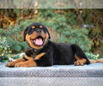 Small #2 Rottweiler