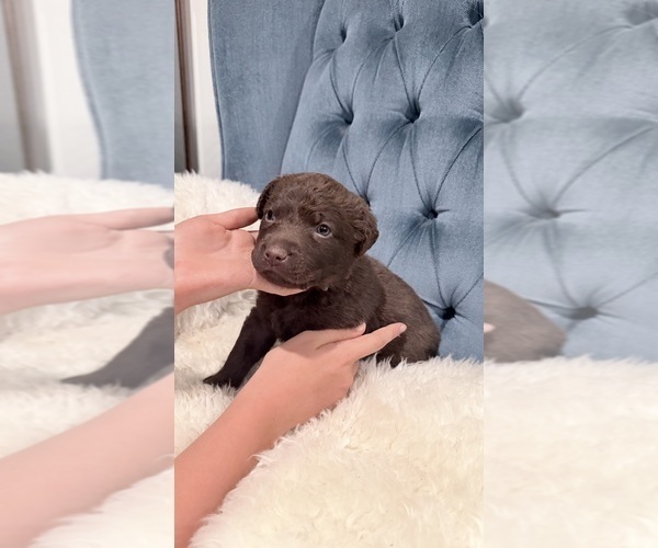 Medium Photo #7 Chesapeake Bay Retriever Puppy For Sale in GREELEY, CO, USA