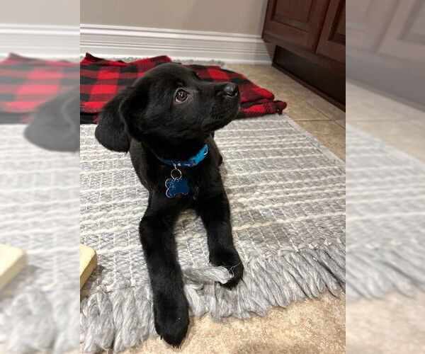 Medium Photo #3 Labrador Retriever-Unknown Mix Puppy For Sale in Plainfield, IL, USA