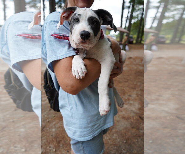 Medium Photo #1 American Staffordshire Terrier-Unknown Mix Puppy For Sale in Holly Springs, NC, USA