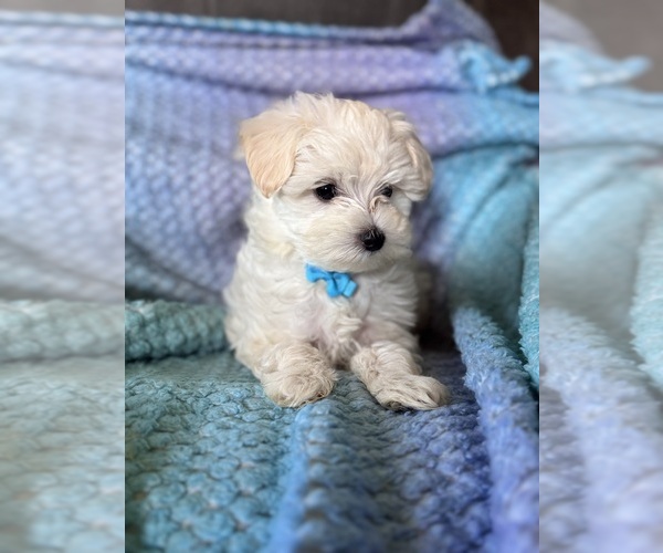 Medium Photo #7 Maltese Puppy For Sale in SEAGROVE, NC, USA