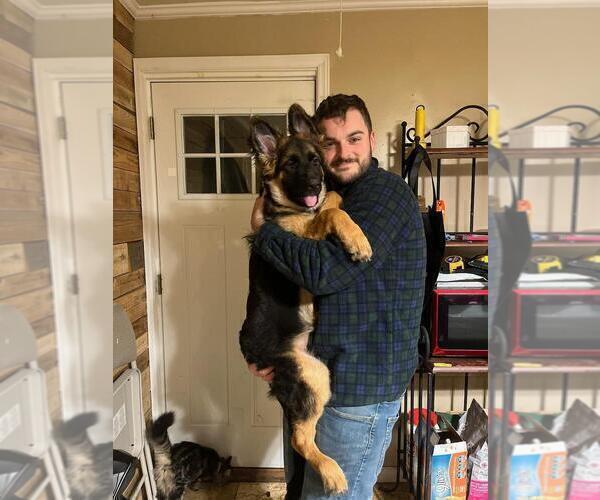 Medium Photo #50 German Shepherd Dog Puppy For Sale in LA FAYETTE, NY, USA