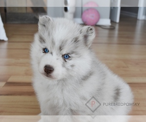Pomsky Puppy for sale in KANSAS CITY, MO, USA
