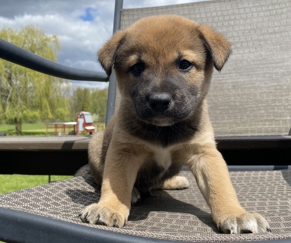 Medium Photo #2 Alaskan Husky-Border Collie Mix Puppy For Sale in RICHMOND, MI, USA