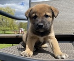 Small #1 Alaskan Husky-Border Collie Mix