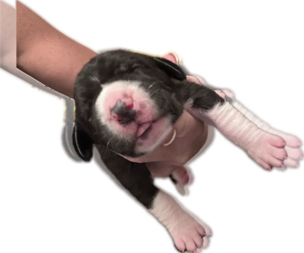 Medium Photo #7 Great Dane Puppy For Sale in WILLIS, TX, USA