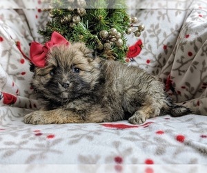 Pomeranian Puppy for sale in CHRISTIANA, PA, USA