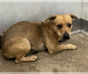 Chihuahua Dogs for adoption in San Bernardino, CA, USA