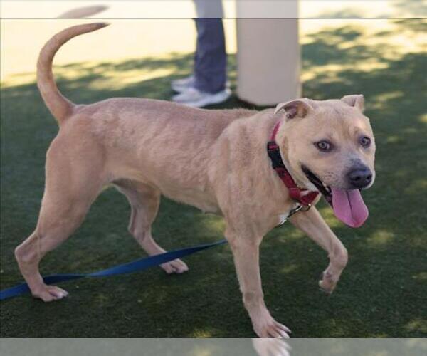 Medium Photo #2 American Pit Bull Terrier Puppy For Sale in Martinez, CA, USA