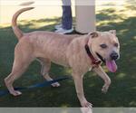 Small #1 American Pit Bull Terrier