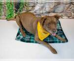 Small #14 Labrador Retriever Mix