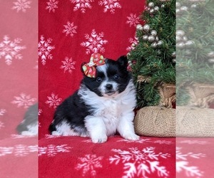 Pomeranian Puppy for sale in OXFORD, PA, USA