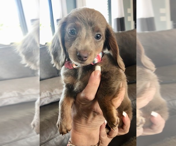 View Ad Dachshund Puppy for Sale near Nebraska, LINCOLN, USA. ADN202923