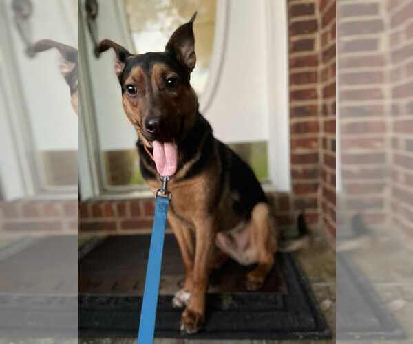 Medium Photo #13 Mutt Puppy For Sale in Crandall, GA, USA
