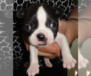 Boston Terrier Puppy for sale in CRKD RVR RNCH, OR, USA