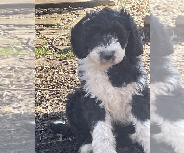 Medium Photo #11 Sheepadoodle Puppy For Sale in SPRINGDALE, AR, USA