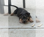 Image preview for Ad Listing. Nickname: Puppy 1