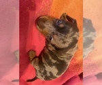Small Photo #7 Dachshund Puppy For Sale in DENHAM SPRINGS, LA, USA