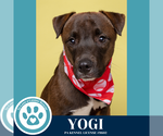 Small #16 Labrador Retriever Mix