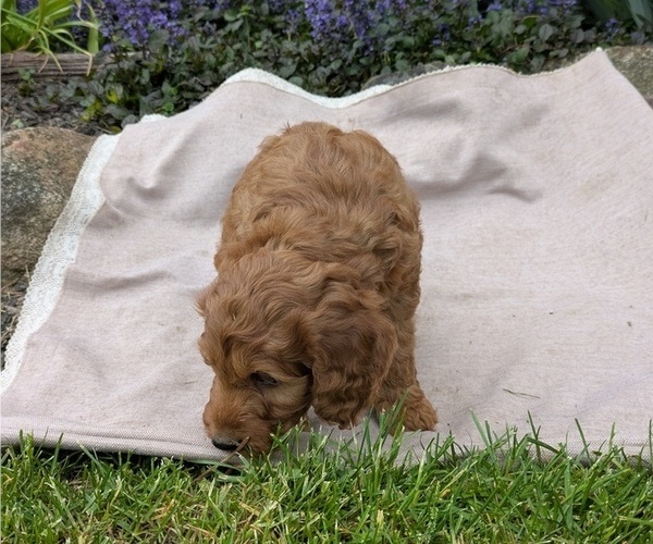 Medium Photo #74 Irish Doodle Puppy For Sale in GOSHEN, IN, USA