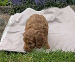 Small Photo #74 Irish Doodle Puppy For Sale in GOSHEN, IN, USA
