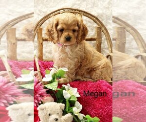 Cocker Spaniel Puppy for sale in LOYAL, WI, USA