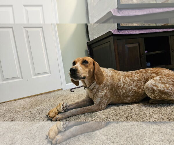 Medium Photo #7 Coonhound-Unknown Mix Puppy For Sale in Plainfield, IL, USA