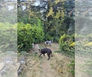 Australian Cattle Dog-Border Collie Mix Dog for Adoption in PLACERVILLE, California USA