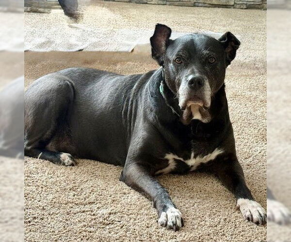 Medium Photo #4 Mutt Puppy For Sale in Fargo, ND, USA