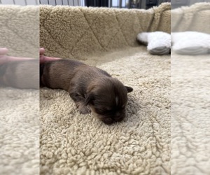 Shih Tzu Dog for Adoption in GULF BREEZE, Florida USA