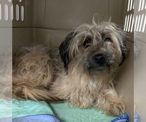 Maltese-Unknown Mix Dogs for adoption in Chico, CA, USA