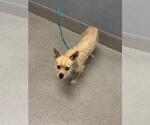 Small Chihuahua Mix