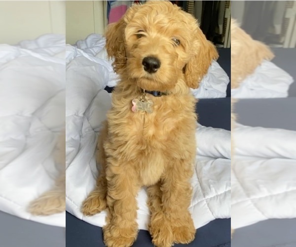 Medium Photo #3 Goldendoodle Puppy For Sale in CHARLESTON, SC, USA